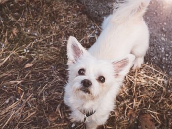 Quelles sont ces races de chien qui ne sont pas très voraces et difficiles avec la nourriture ?