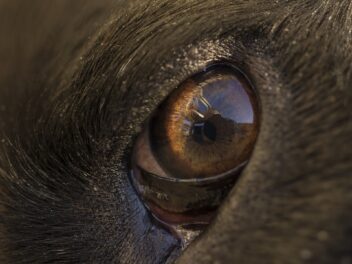 Les chiens sont-ils daltoniens ?