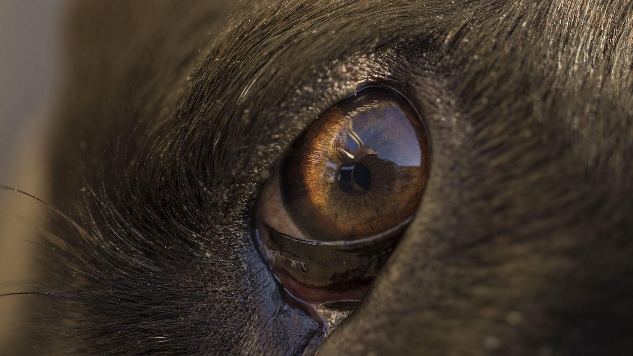 Les chiens sont-ils daltoniens ?