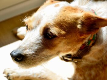 Ces races de chien ne sont pas très confiantes et peu sûres d’elles