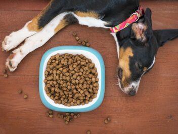 Comment une bonne alimentation peut aider à traiter les problèmes de santé de votre chien