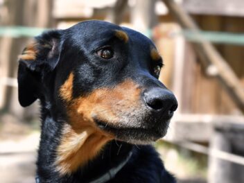Comment obtenir un test ADN pour chien