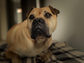 Quelles sont ces races de chien qui sont les plus furtives de toutes ?