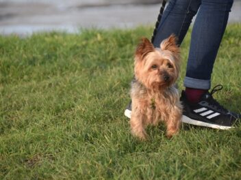 Ces 8 races de chien vont suivre leur maître à la trace