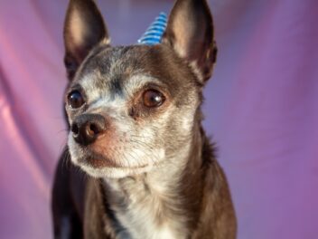 Découvrez ces races de chien qui sont les plus hardies de toutes