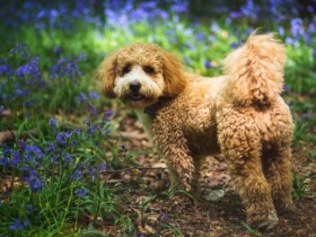 Avantages et inconvénients d&rsquo;un Cavapoo