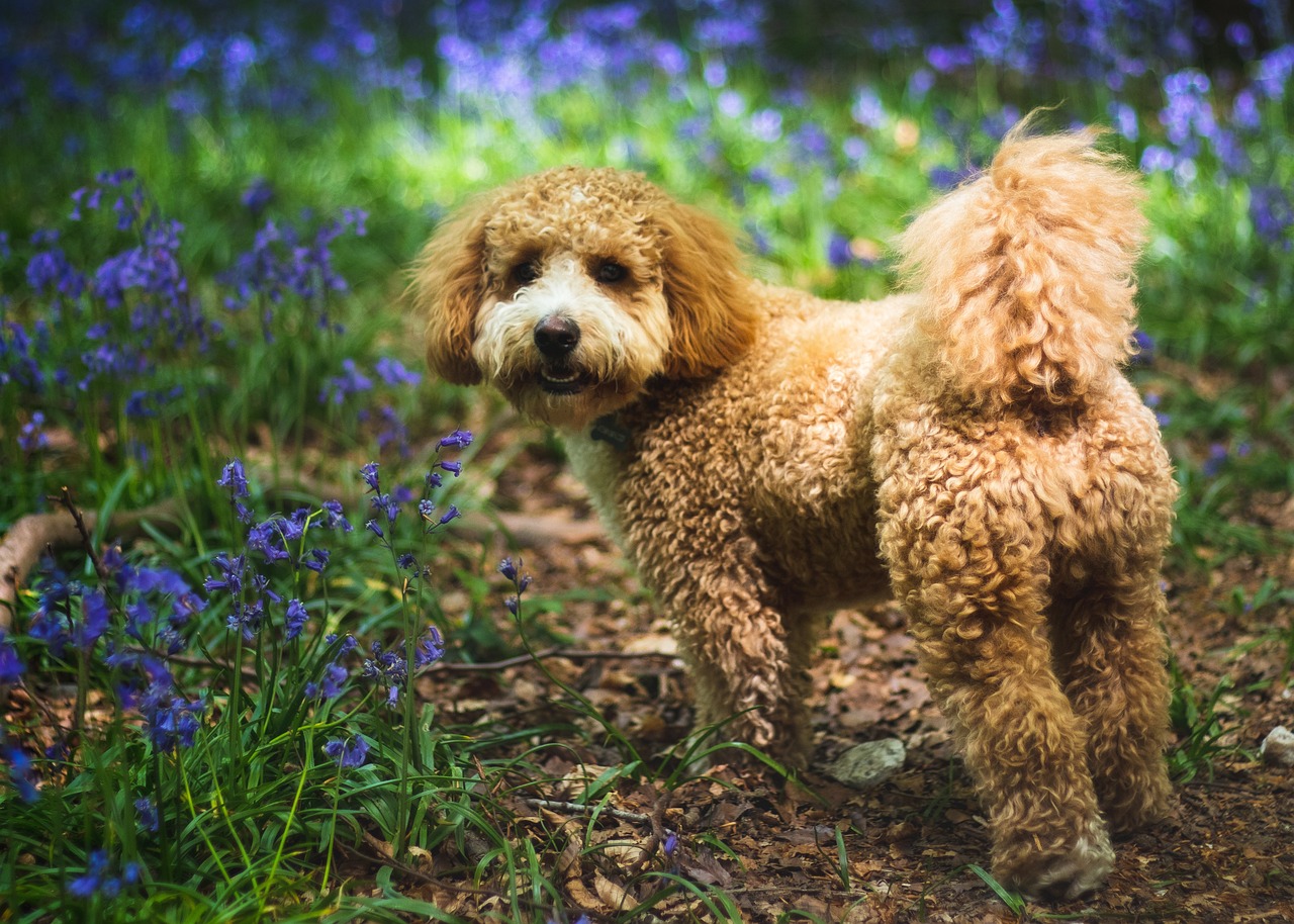 Avantages et inconvénients d&rsquo;un Cavapoo