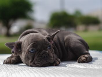 Quelles sont ces races de chien qui ne possèdent pas une grande vitalité ?