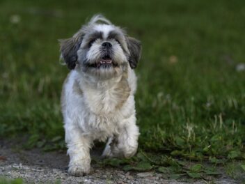 Solutions aux problèmes courants des nouveaux chiens