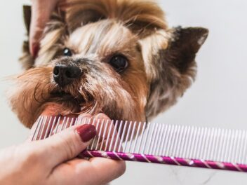 Tout ce que vous devez savoir sur le brossage de votre chien