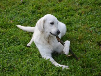 Un régime végétarien est-il sans danger pour mon chien ?