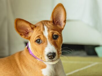 Quelles sont ces races de chien qui sont les plus réservées de toutes ?