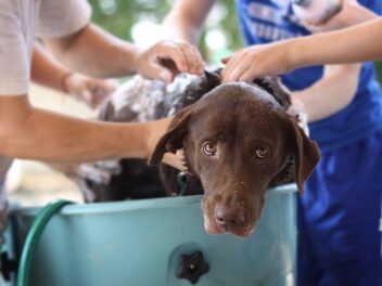Peut-on utiliser du shampooing pour bébé sur les chiens ?