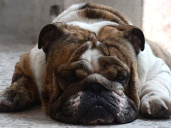 3 façons d&rsquo;aider votre chien à perdre du poids