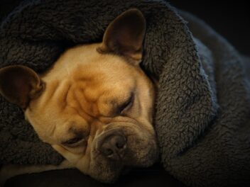 Découvrez les races de chien qui vont dormir pendant les trajets en voiture