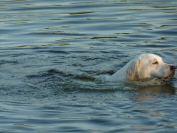 Découvrez ces races de chien qui flottent parfaitement
