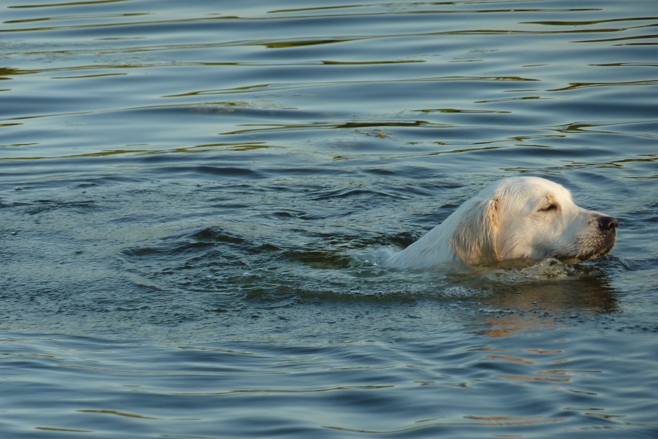 Découvrez ces races de chien qui flottent parfaitement