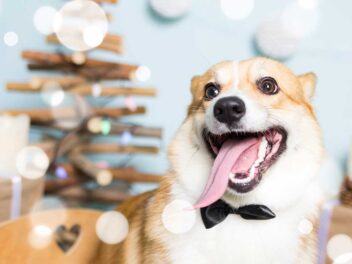 La Journée mondiale du chien le 26 août 2023 : Célébrons nos amis à quatre pattes !