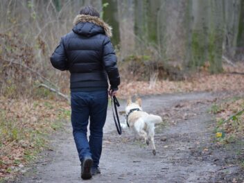 Tout ce dont vous avez besoin pour une randonnée avec votre chien