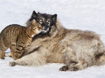 Les 8 races de chien qui sont ouvertes aux autres