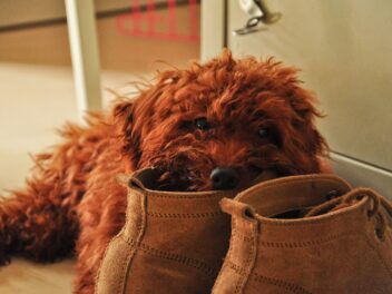 Comment empêcher votre chien de mâcher vos chaussures
