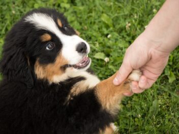 Quelles sont ces races de chien qui sont les plus conviviales ?
