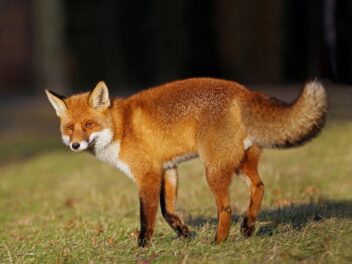 Les renards peuvent-ils attaquer des chats ?