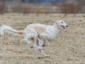 Attention, ces 8 races de chien ont vraiment du mal à se contrôler