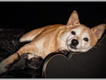 Les 8 races de chien sont incorrigibles au niveau du comportement