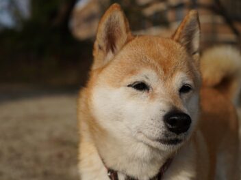 Le Shiba Inu « Doge Meme » est décédé