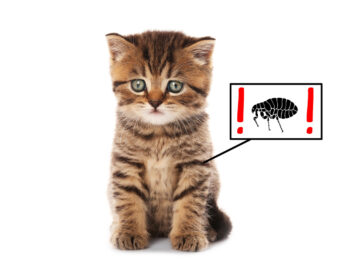 Quelles solutions anti-puces choisir pour votre chat ?