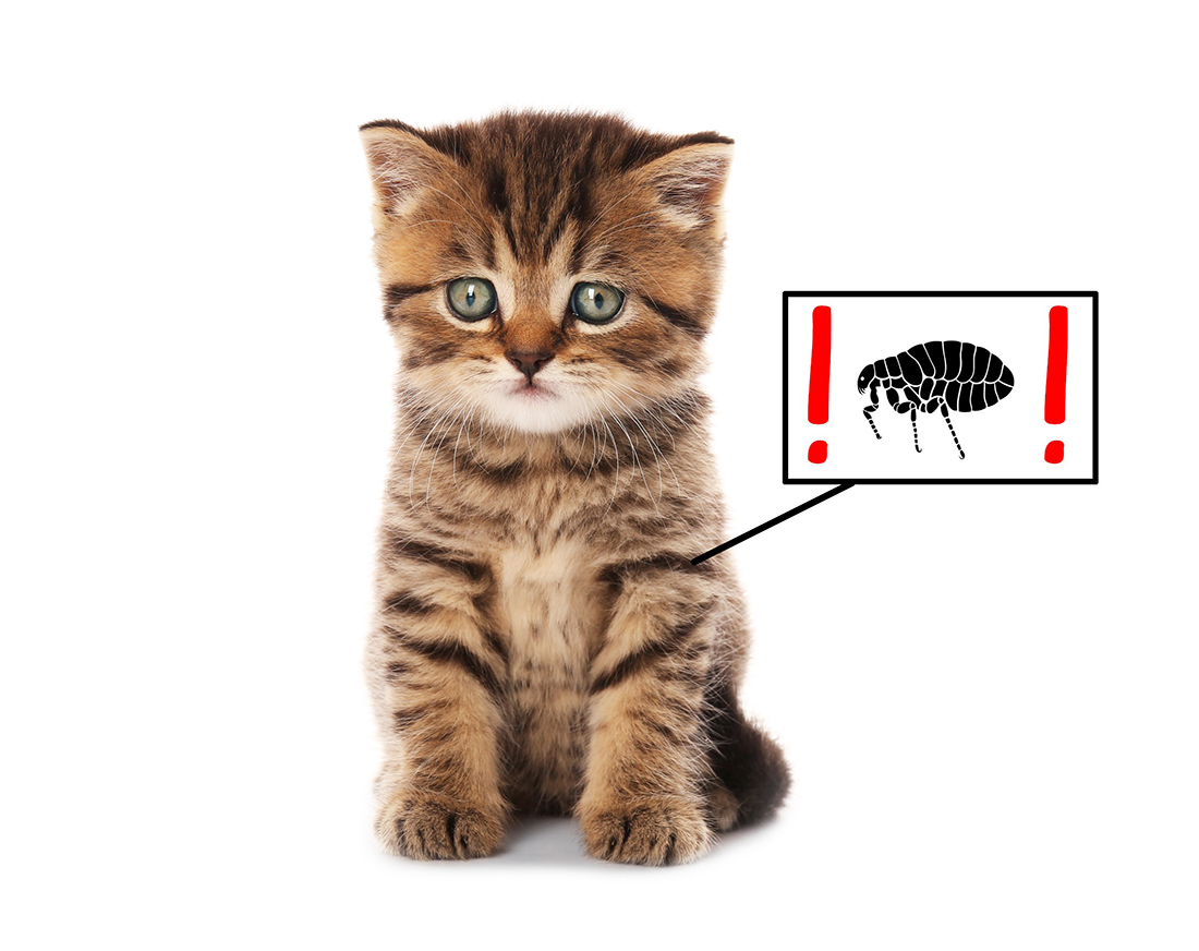 Quelles solutions anti-puces choisir pour votre chat ?