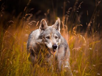 Les races de chiens pour les amateurs de loups