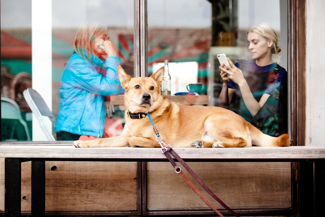 Découvrez les races de chien que vous pourrez emmener au restaurant avec vous
