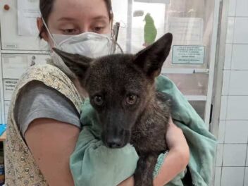 Dogxim, découvrez le premier hybride chien-renard au monde