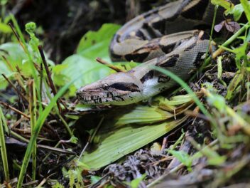 Un boa imperator de 2 mètres sème l&rsquo;émoi dans un champ de la Drôme !