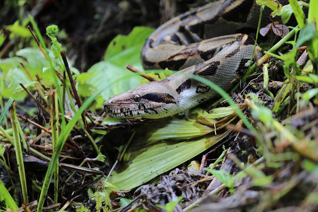 Un boa imperator de 2 mètres sème l&rsquo;émoi dans un champ de la Drôme !