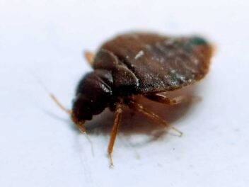 Les bonnes pratiques pour éviter que les animaux soient « embêtés » par les punaises de lit