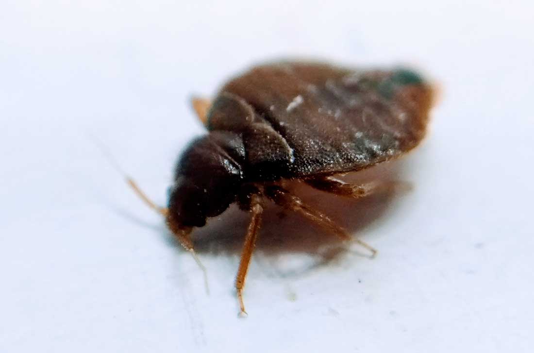 Les bonnes pratiques pour éviter que les animaux soient « embêtés » par les punaises de lit