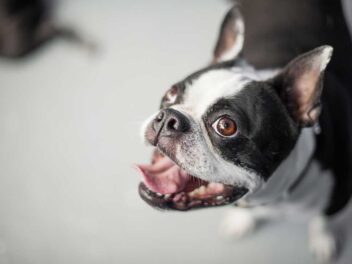 Les 8 races de chien qui ont besoin d’un maître attentionné