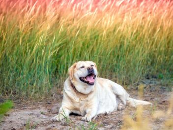 Les 8 races de chien qui doivent faire attention à la quantité de nourriture