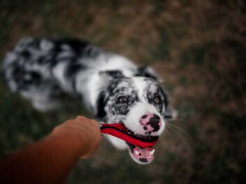 Les 9 races de chien qui ont le plus de répondant