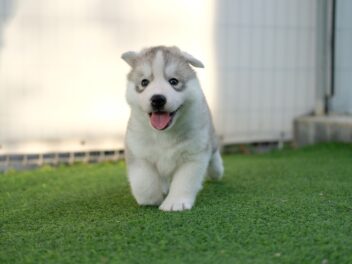 Ces 15 superbes photos de chiots mignons vont vous faire fondre