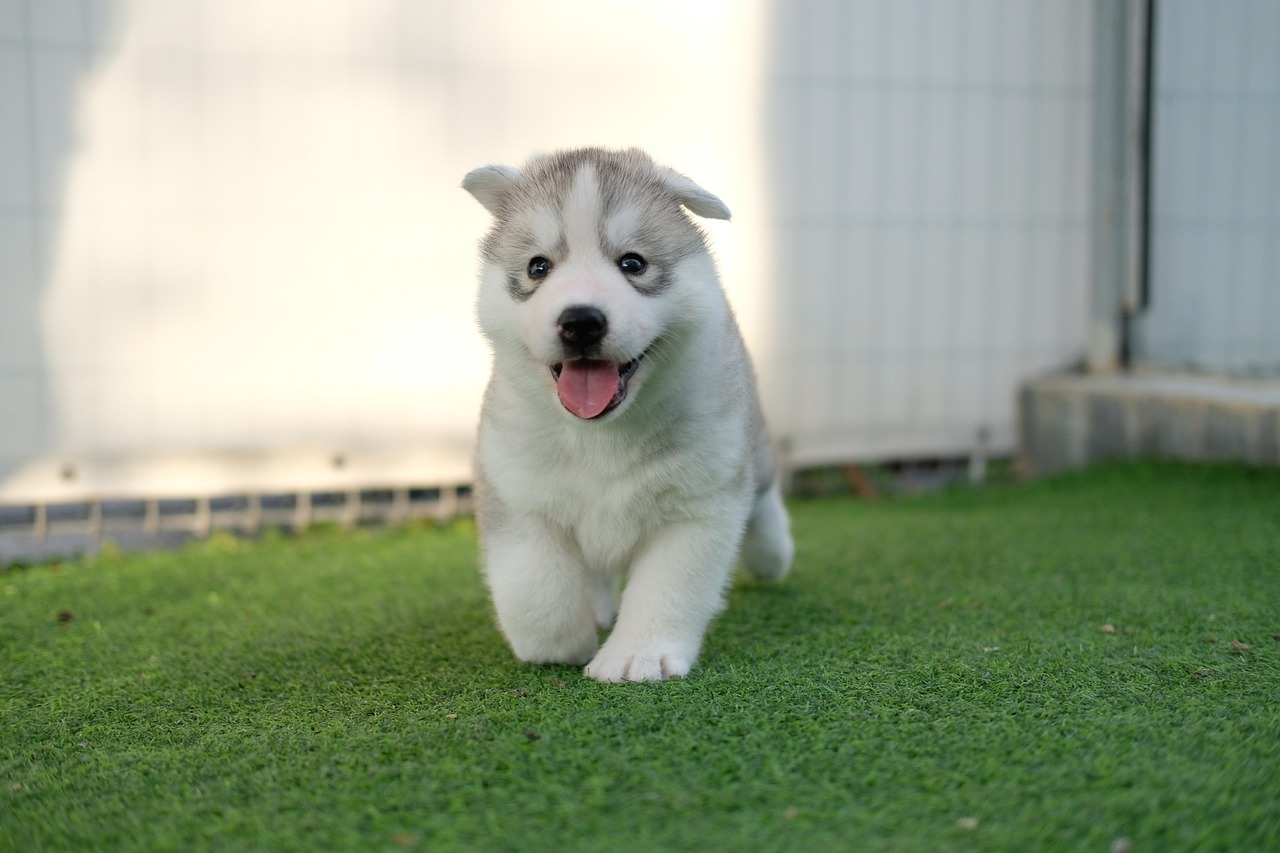 photos de chiots qui vont vous faire fondre