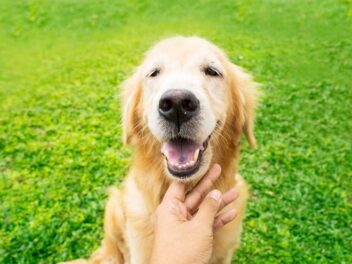 Comment savoir si mon chien est en bonne santé ? Un guide pour les maitres attentionnés