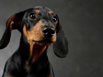 Comment comprendre le langage corporel d&rsquo;un chien ? Le guide complet