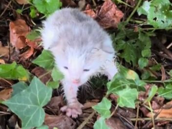 L&rsquo;émouvante transformation d&rsquo;un chaton abandonné après sa naissance !