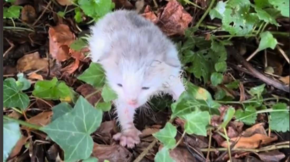 L&rsquo;émouvante transformation d&rsquo;un chaton abandonné après sa naissance !