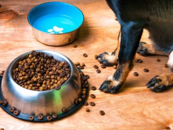 Révélé : les règles d’or pour bien nourrir son chien