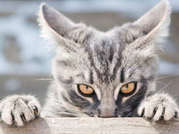 Les 8 races de chat qui n’aiment pas les interactions sociales